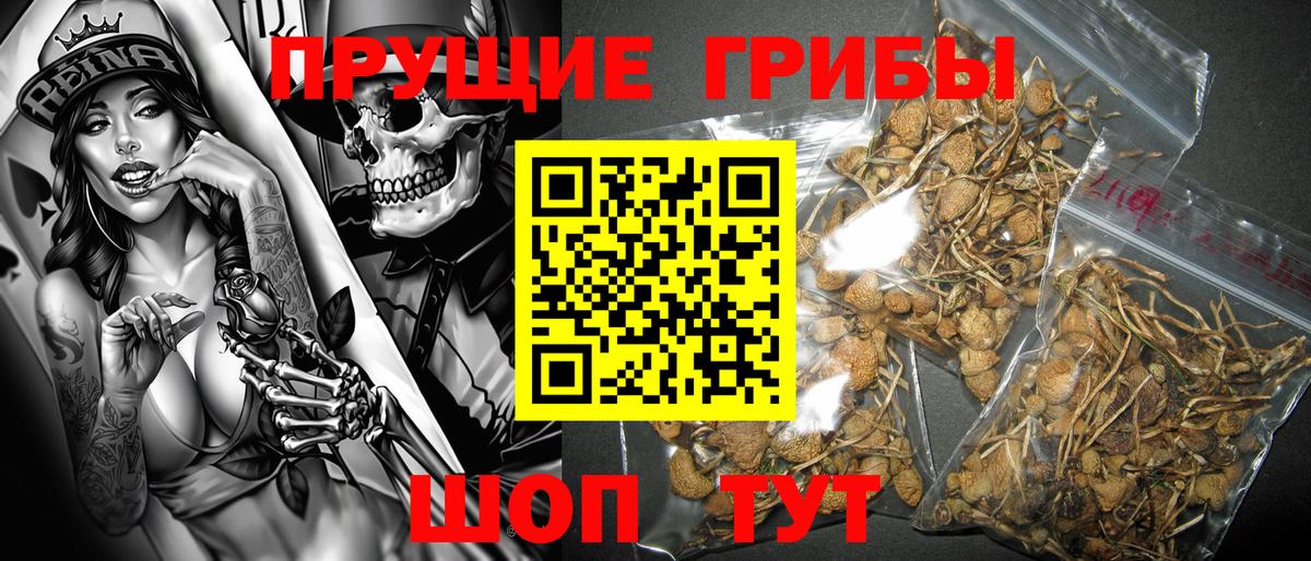 хочу наркоту  Вход с VPN  Псилоцибиновые грибы Psilocybine cubensis  Балтийск  Галлюциногенные грибы мухоморы 